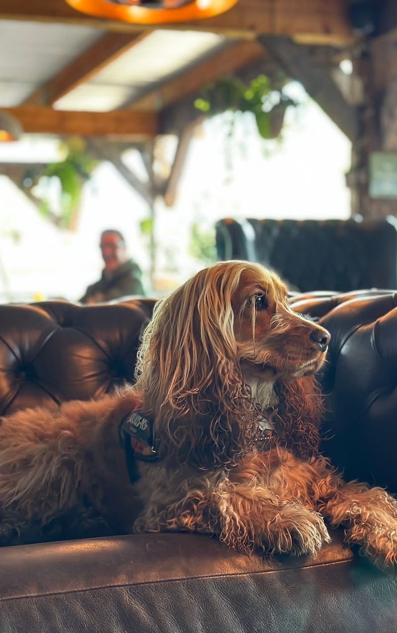 Inclusivity for your furry friends at The Nest at Bainland