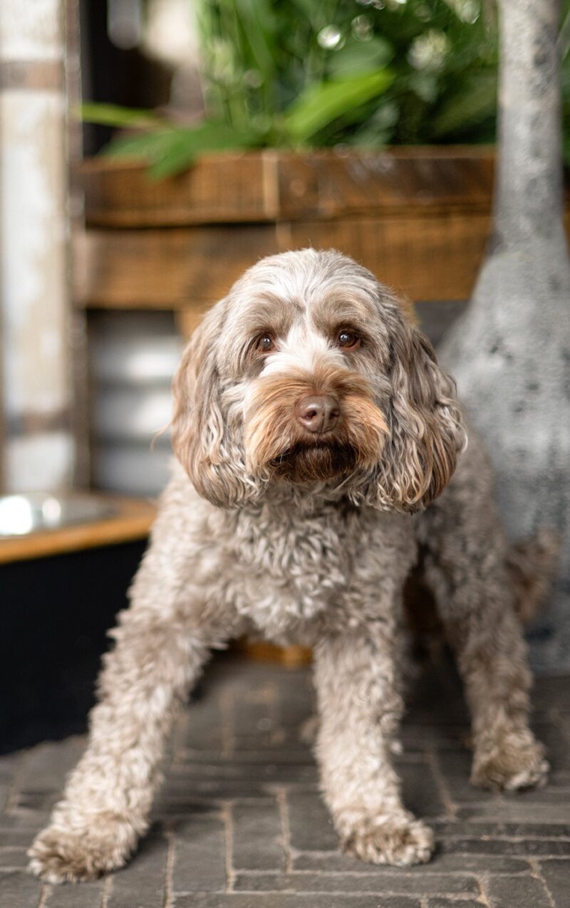 Inclusivity for your furry friends at The Nest at Bainland